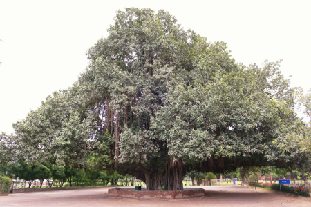 Aitchison's Environment