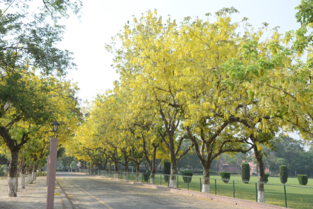 Aitchison's Environment