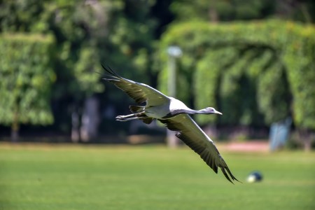 Aitchison's Environment